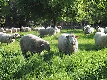 Villa Agroturismo Es Moli De Son Maiol Marratxí